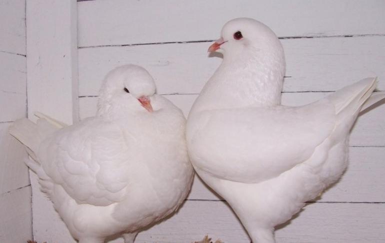 Мясные голуби: породы голубей для употребления в пищу Как называется порода мясных голубей