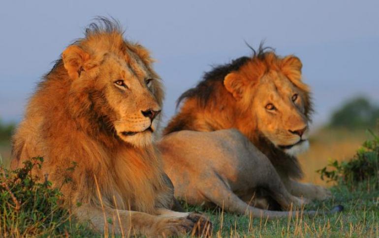 Лев где обитает. Сколько весит лев? Распространение и места обитания львов