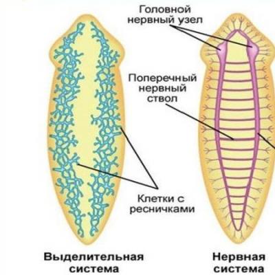 Системы органов ресничных червей