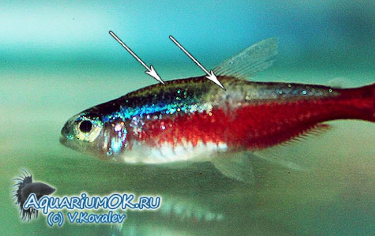 Неоновая болезнь рыб, или плейстофороз: симптомы и лечение Неоновая болезнь у рыбок симптомы